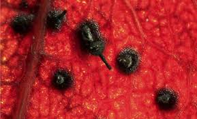 Attēlu rezultāti vaicājumam “Badhamiopsis scripta macro”