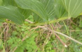 Attēlu rezultāti vaicājumam “Polygonatum multiflorum  leaf”