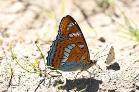 Attēlu rezultāti vaicājumam “Limenitis populi upperside”