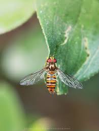 Attēlu rezultāti vaicājumam “Episyrphus balteatus”