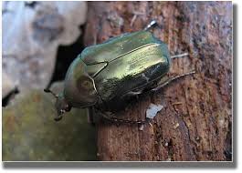 Attēlu rezultāti vaicājumam “Potosia cuprea”