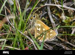 Attēlu rezultāti vaicājumam “Hesperia comma female”