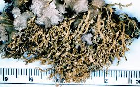 Attēlu rezultāti vaicājumam “Ramalina pollinaria”