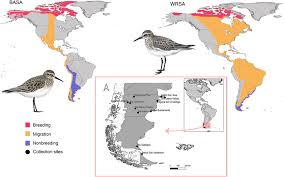 Image result for Calidris bairdii
