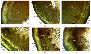 Attēlu rezultāti vaicājumam “Rudbeckia hirta var. hirta leaf”