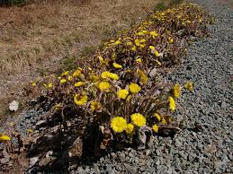 Attēlu rezultāti vaicājumam “Tussilago farfara flower”