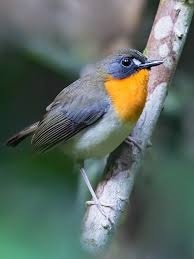 Attēlu rezultāti vaicājumam “Muscicapidae”