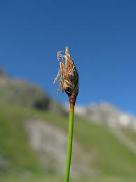 Attēlu rezultāti vaicājumam “Eleocharis quinqueflora flower”