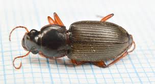 Attēlu rezultāti vaicājumam “Pseudoophonus rufipes”