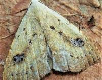 Attēlu rezultāti vaicājumam “Rivula sericealis”