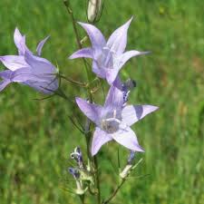 Image result for Campanula rapunculus