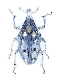 Attēlu rezultāti vaicājumam “Larinus sp.”