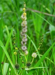Attēlu rezultāti vaicājumam “Sparganium minimum leaf”