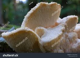 Attēlu rezultāti vaicājumam “Hericium cirrhatum”