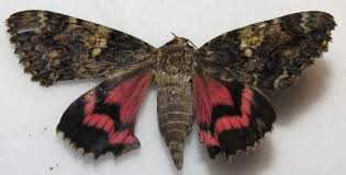 Attēlu rezultāti vaicājumam “Catocala sponsa”