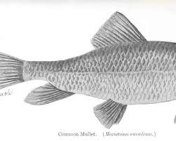Image result for Moxostoma macrolepidotum