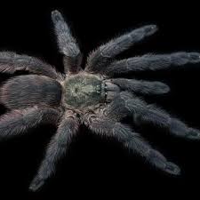 Attēlu rezultāti vaicājumam “Polypogon tentacularius”