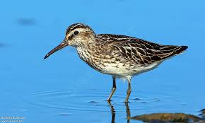 Attēlu rezultāti vaicājumam “Calidris falcinellus adult”