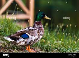 Attēlu rezultāti vaicājumam “Anas platyrhynchos male”