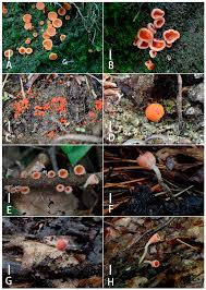 Attēlu rezultāti vaicājumam “Microstoma protracta”