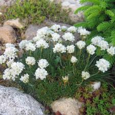 Attēlu rezultāti vaicājumam “Armeria vulgaris flower”