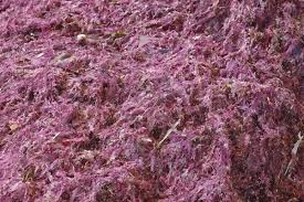 Attēlu rezultāti vaicājumam “Rhodophyta”