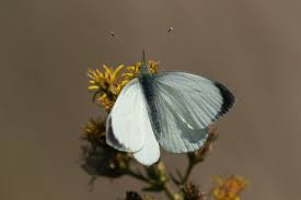 Attēlu rezultāti vaicājumam “Pieris brassicae male”