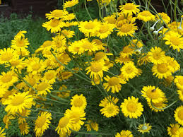 Image result for Färberkamille