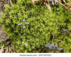 Attēlu rezultāti vaicājumam “Dicranales”