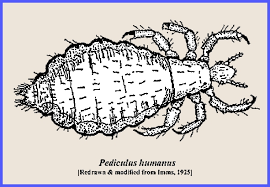 Attēlu rezultāti vaicājumam “Licea pygmaea sessile”