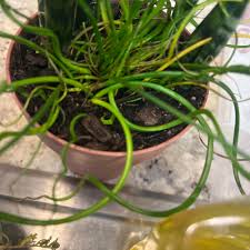 Attēlu rezultāti vaicājumam “Juncus alpinoarticulatus leaf”