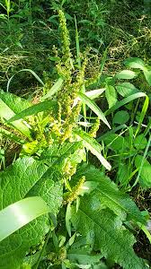 Attēlu rezultāti vaicājumam “Rumex obtusifolius”