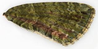 Attēlu rezultāti vaicājumam “Chloroclysta siterata”