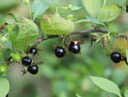 Image result for beladona