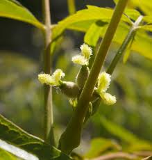 Attēlu rezultāti vaicājumam “Juglans mandshurica female flower”