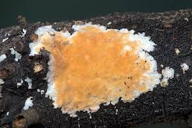 Attēlu rezultāti vaicājumam “Steccherinum ochraceum”