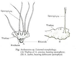 Attēlu rezultāti vaicājumam “Anthocerotopsida”