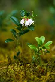 Attēlu rezultāti vaicājumam “Vaccinium vitis-idaea flower”