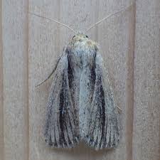 Attēlu rezultāti vaicājumam “Semioscopis oculella”