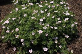 Attēlu rezultāti vaicājumam “Geranium sanguineum”