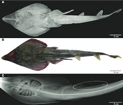 Image result for Pseudobatos lentiginosus