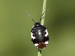 Attēlu rezultāti vaicājumam “Tritomegas bicolor imago”