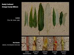 Attēlu rezultāti vaicājumam “Chionaspis salicis imago”