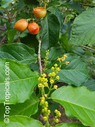 Attēlu rezultāti vaicājumam “Potentilla argentea fruit”