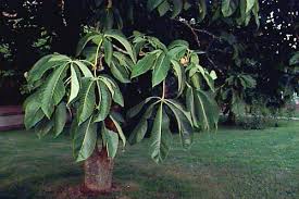 Attēlu rezultāti vaicājumam “Aesculus flava”