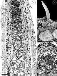 Attēlu rezultāti vaicājumam “Blepharostoma trichophyllum sporophyte”