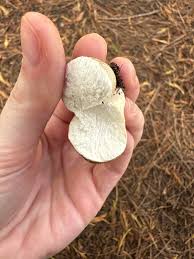 Attēlu rezultāti vaicājumam “Lycoperdon perlatum”