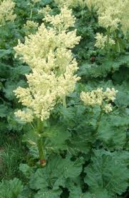 Attēlu rezultāti vaicājumam “Rheum rhabarbarum flower”