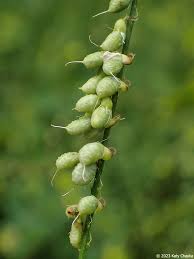 Attēlu rezultāti vaicājumam “Melilotus officinalis”