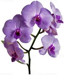 Attēlu rezultāti vaicājumam “Orchidaceae”